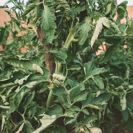 Turunc House Kayakoy