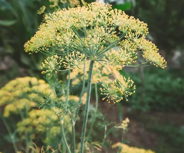 Turunc House Kayakoy