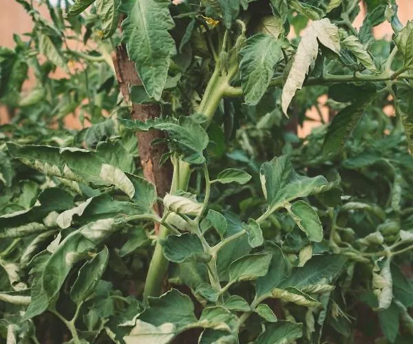 Turunc House Kayakoy